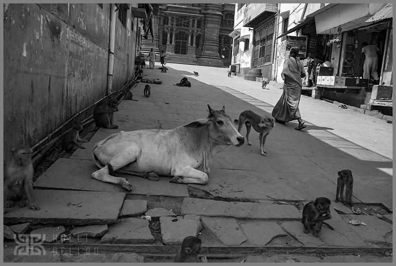 � Kalli Bellou / www.kallibellou.com